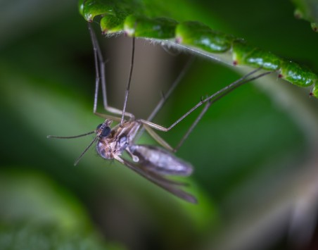 Országszerte megkezdődött a szúnyogirtás